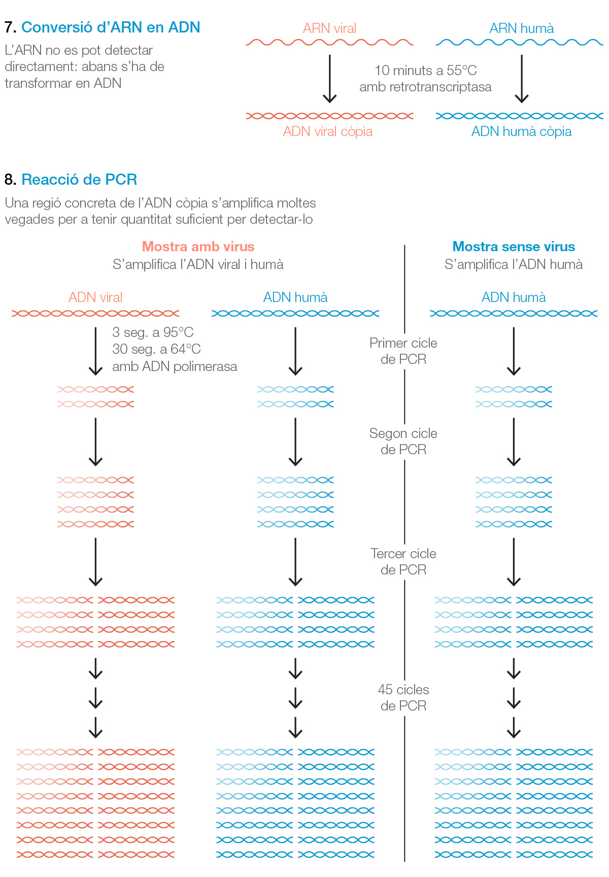 COnversión del ARN en ADN y PCR para amplificar y detectar la presencia del coronavirus