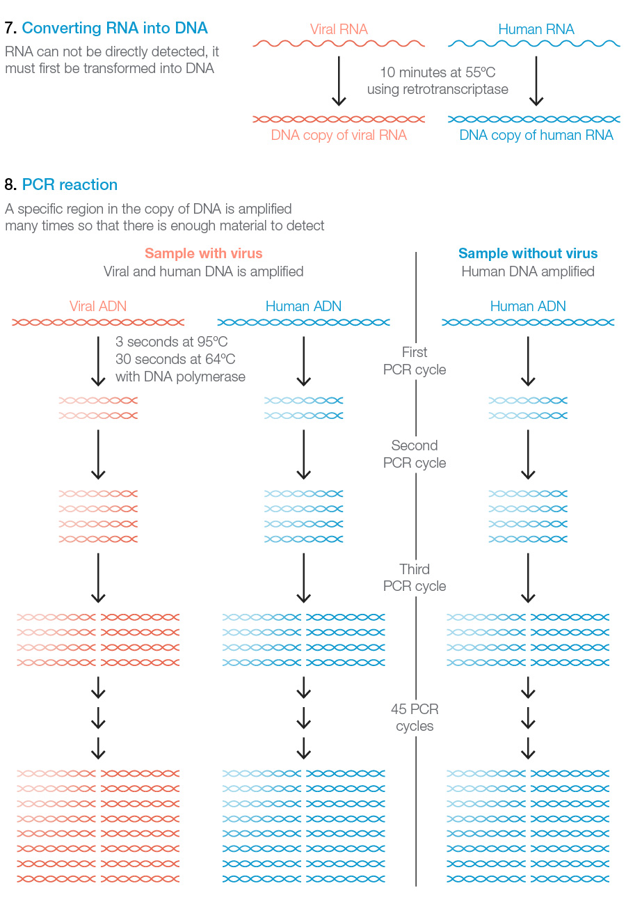 COnversión del ARN en ADN y PCR para amplificar y detectar la presencia del coronavirus