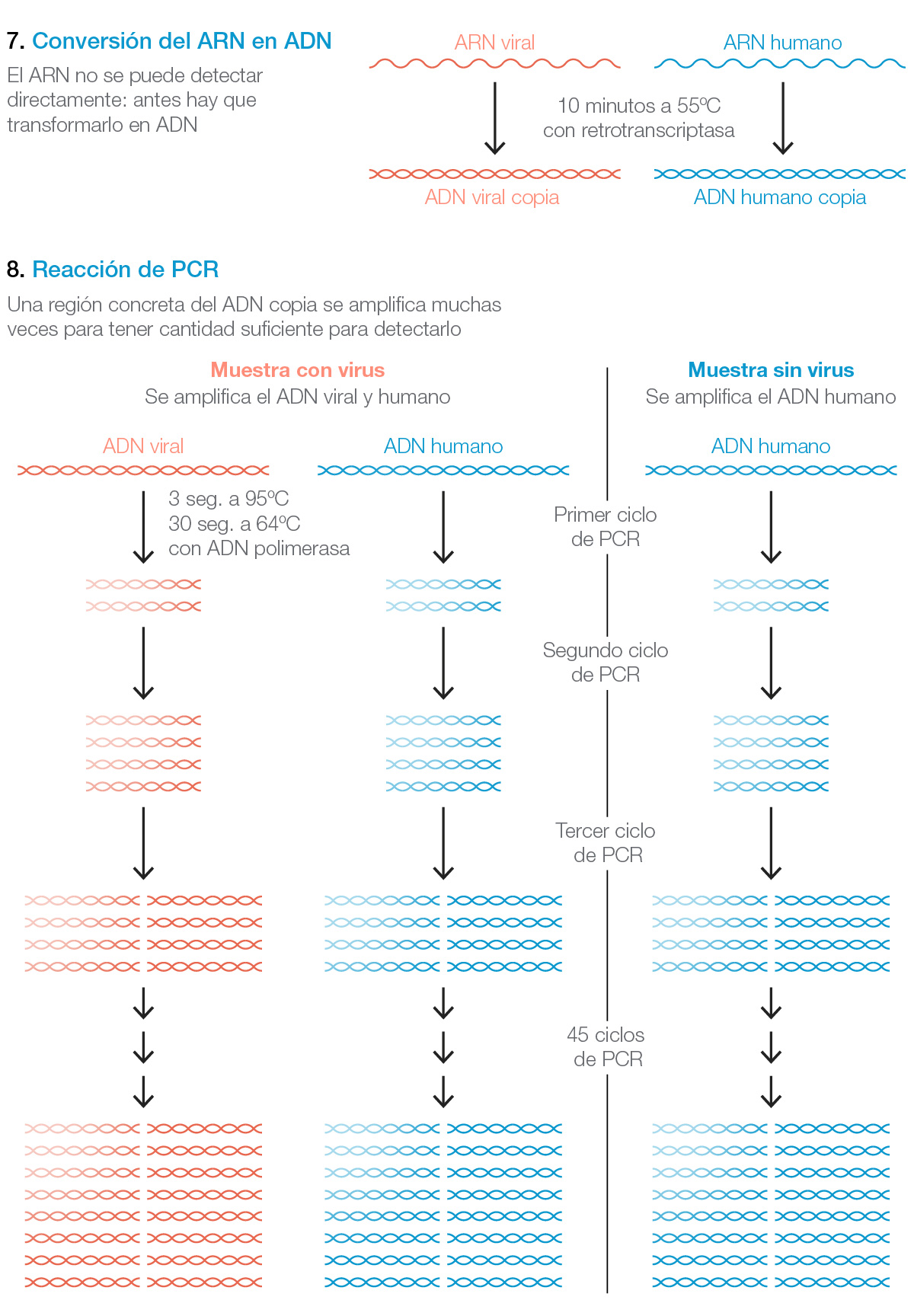 COnversión del ARN en ADN y PCR para amplificar y detectar la presencia del coronavirus