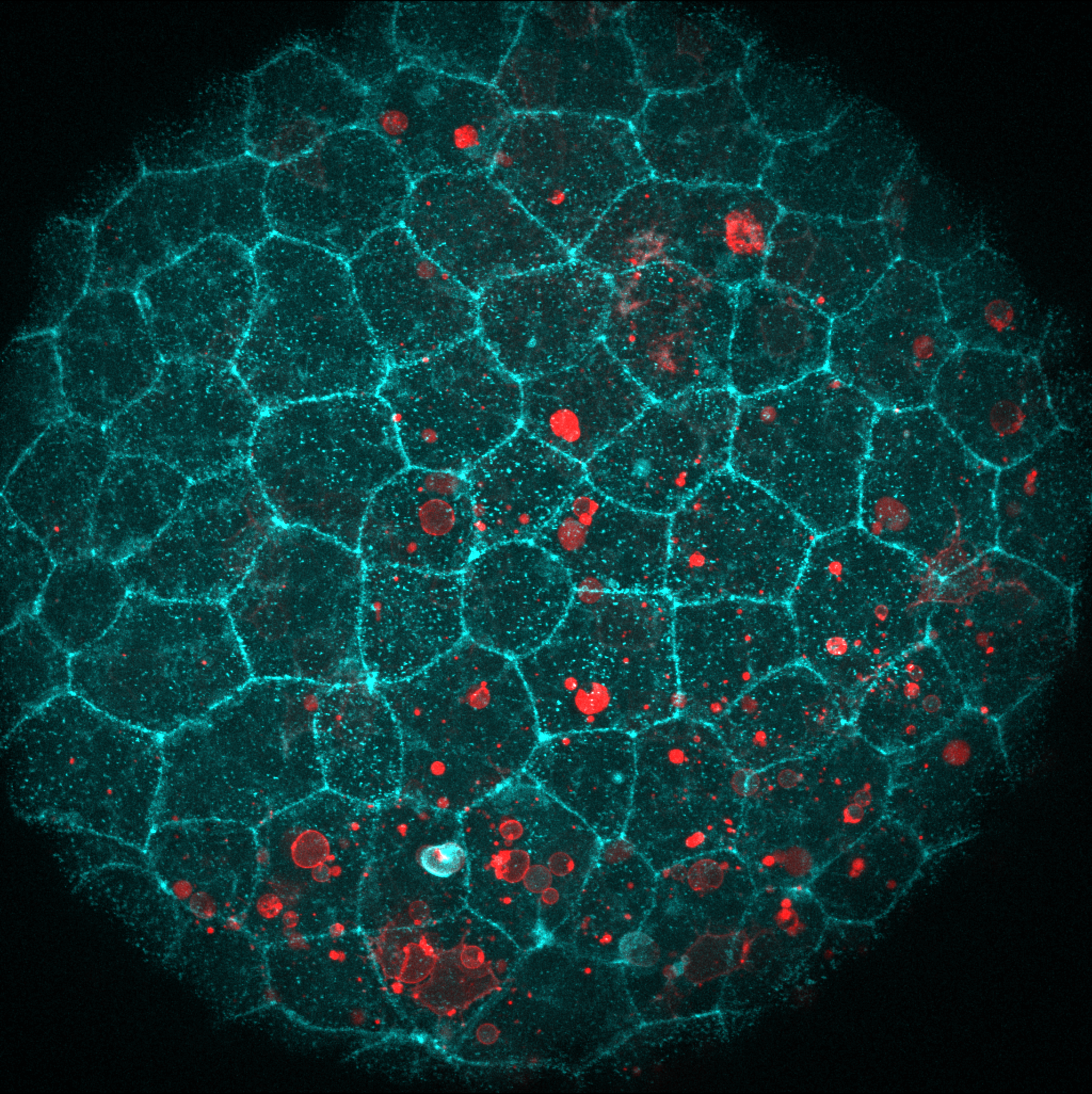 The Same 'Glue' That Holds Tissue Together Also Helps Cells Swallow Their Dead Neighbors