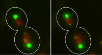 Chromosome segregation during mitosis