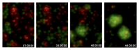 TimeLapse_Transdifferentiation_TGraf