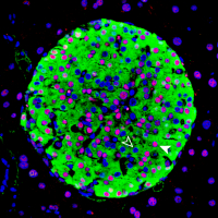 Image of a mouse pancreatic islet, regions in the pancreas that contain beta cells which secret insulin. The HASTER regulatory element has been knocked out in this mouse, resulting in changes to beta cell function that cause diabetes. Credit: Miguel A Garriga/