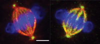 Image 1. Mitotic spindles with microtubules (red) attached to chromosomes (blue) during cell division. Cells with normal TTLL11 function (right) have normal rates of microtubule polyglutamylation (green) while cells without TTLL11 (left) are unmodified. Isabelle Vernos
