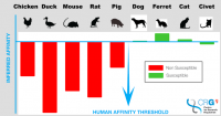 Ferrets, cats and civets most susceptible to coronavirus infection after humans