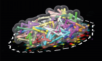 Three-dimensional nuclear reconstruction of a PGP1 genome based on OligoFISSEQ data.