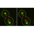 Chromosome segregation during mitosis