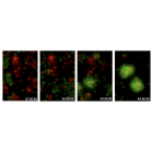 TimeLapse_Transdifferentiation_TGraf