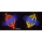 Image 1. Mitotic spindles with microtubules (red) attached to chromosomes (blue) during cell division. Cells with normal TTLL11 function (right) have normal rates of microtubule polyglutamylation (green) while cells without TTLL11 (left) are unmodified. Isabelle Vernos