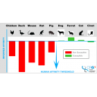 Ferrets, cats and civets most susceptible to coronavirus infection after humans