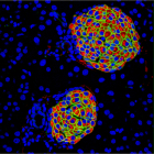 A cross-section of islets of Langerhans, a cluster of cells within the pancreas that are responsible for the production and release of hormones that regulate glucose levels. Insulin in beta cells is stained in cyan, cytokeratin 19 in ductal cells in green, red fluorescent protein in ductal cells in red and cell nuclei are blue. Credit: Miguel Angel Maestro/CRG