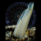 Amphioxus specimen with a background of epigenomic marks.  Author: Vincent Moncorgé.