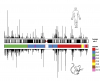 Comparison of Human Chromosome 1 and Mouse equivalents