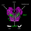 TastekinRiedl_GraphicalAbstract_CurrentBiology